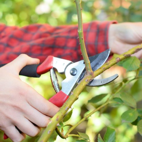 tree pruning1